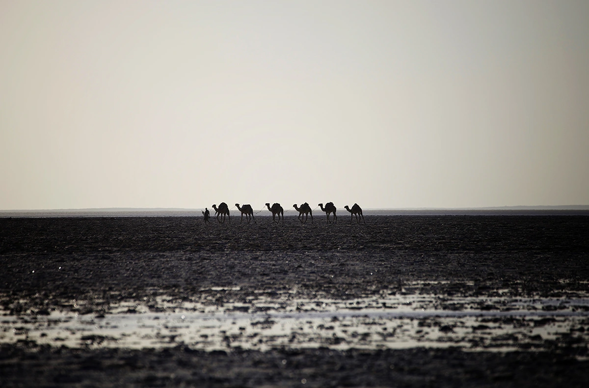 Camel caravans transporting salt in the Danakil Depression.