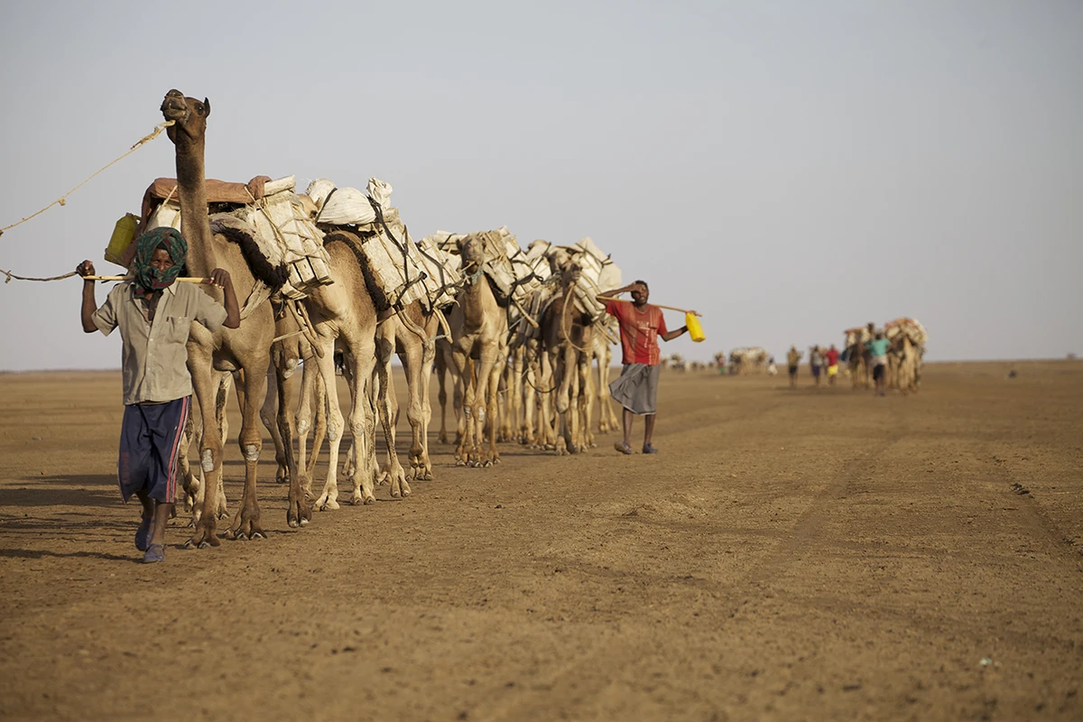Camel and donkey caravans carrying salt blocks to Berahile for trade.