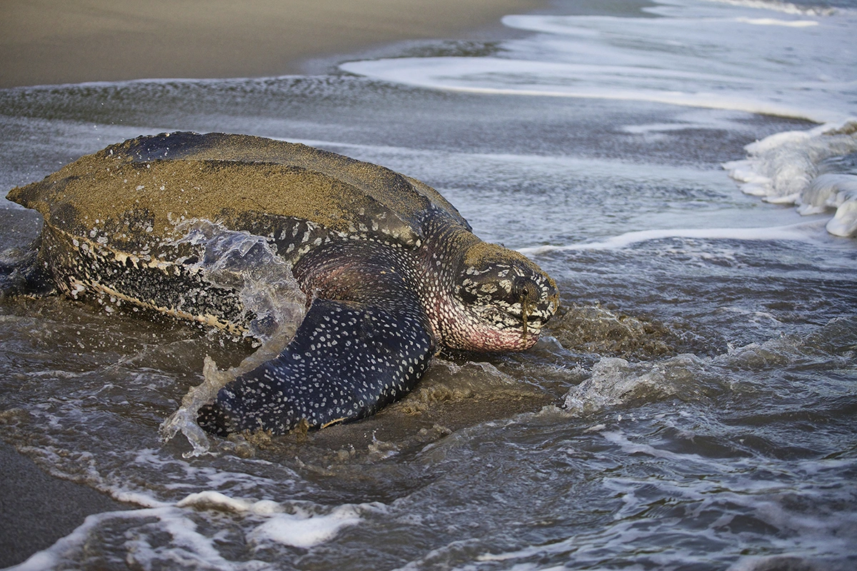 Leatherback Turtle Nesting – An Ancient Journey