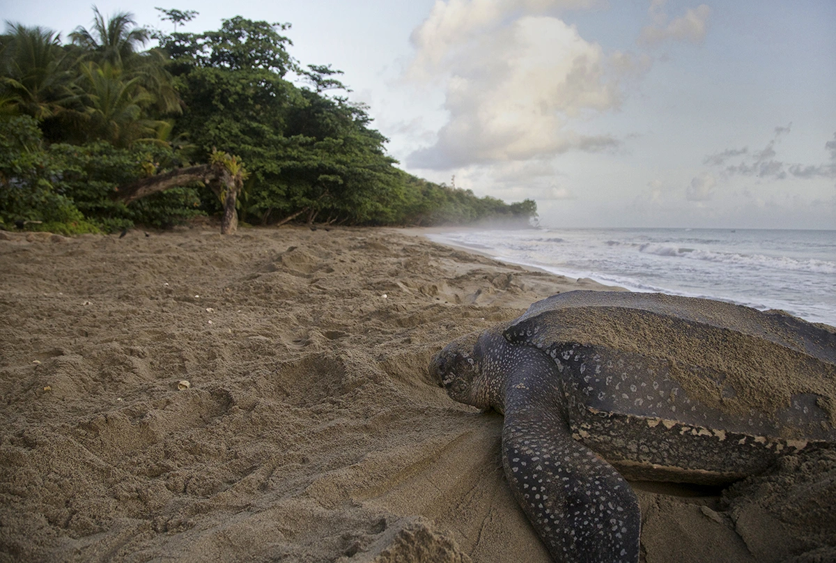 A giant leatherback turtle approaches Grand Riviere beach early in the morning.