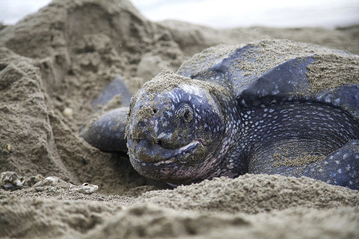 Leatherback Turtles nesting eggs in Grand Riviere, Trinidad