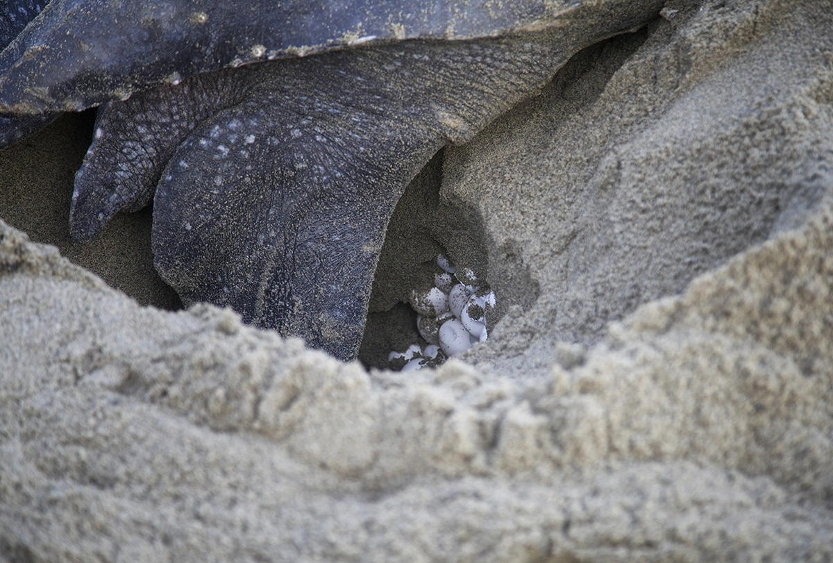 A leatherback turtle flipping its hind legs to dig a nesting hole. Unfortunately, this turtle happened to dig right through an existing nest. Previously laid eggs can be seen in the hole.
