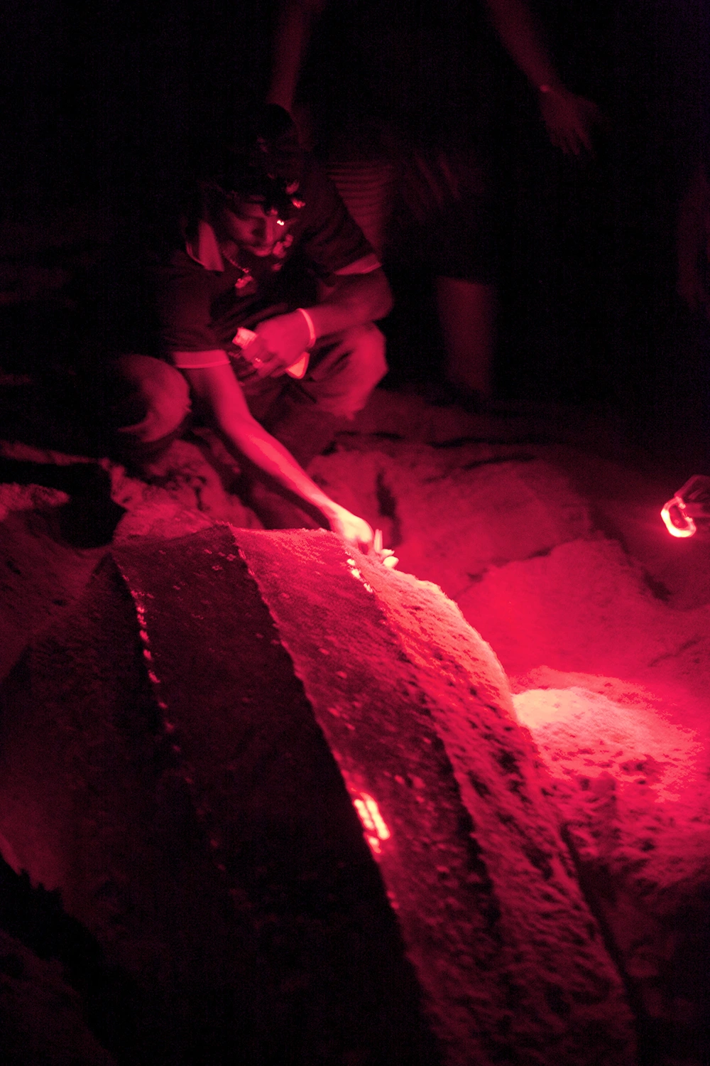 Researchers measuring tagged leatherback turtles to track growth.