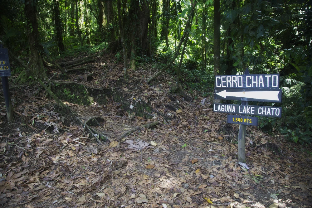 Trail starts into the rainforest canopy