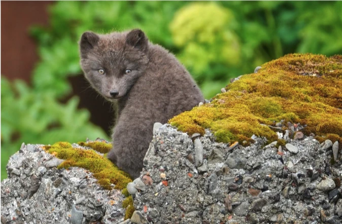 Arctic Fox Pup in Hornstrandir