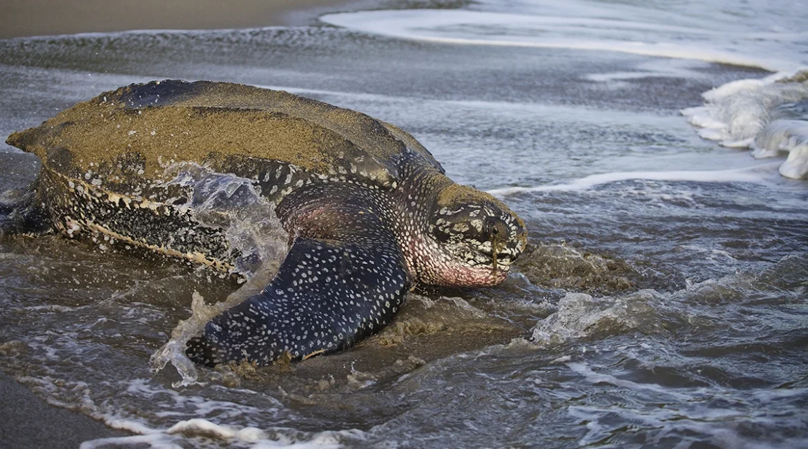 Leatherback Turtles nesting eggs in Grand Riviere, Trinidad