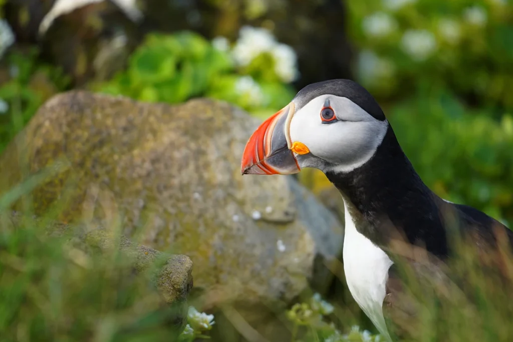 Westfjords, Iceland: Where Raw Beauty Meets Quiet Solitude