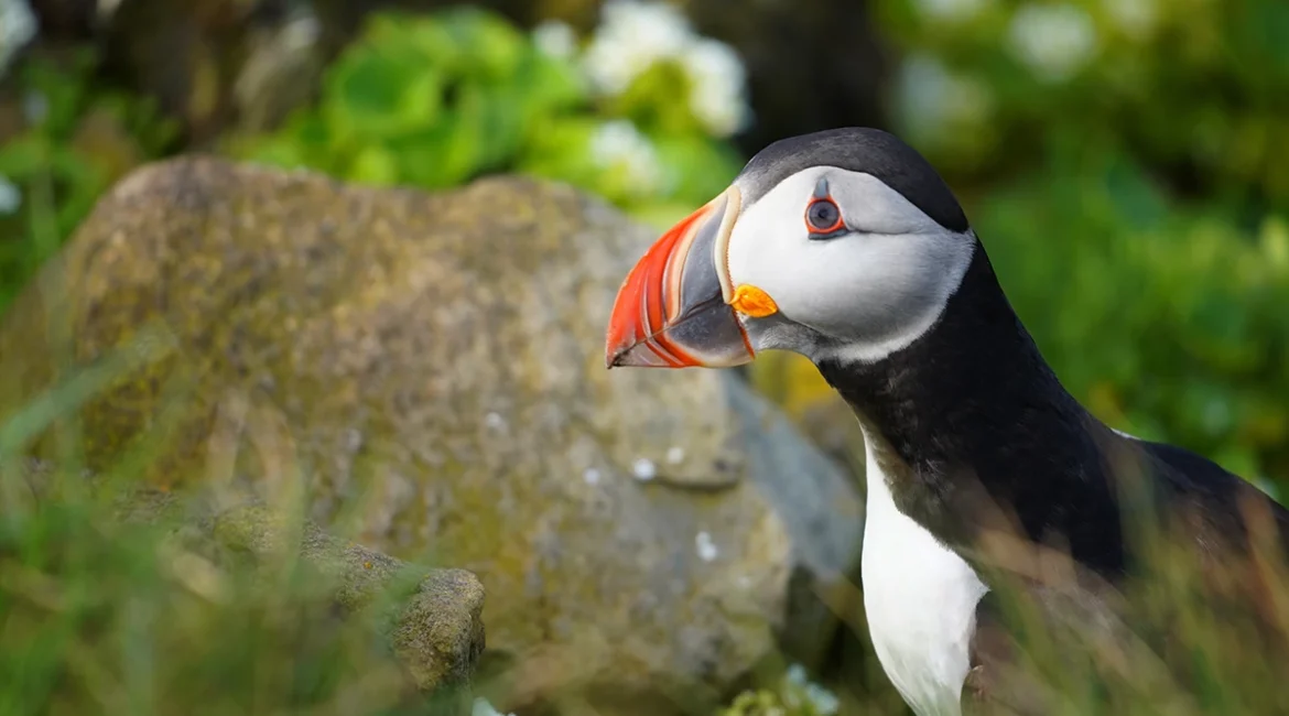 Westfjords, Iceland: Where Raw Beauty Meets Quiet Solitude