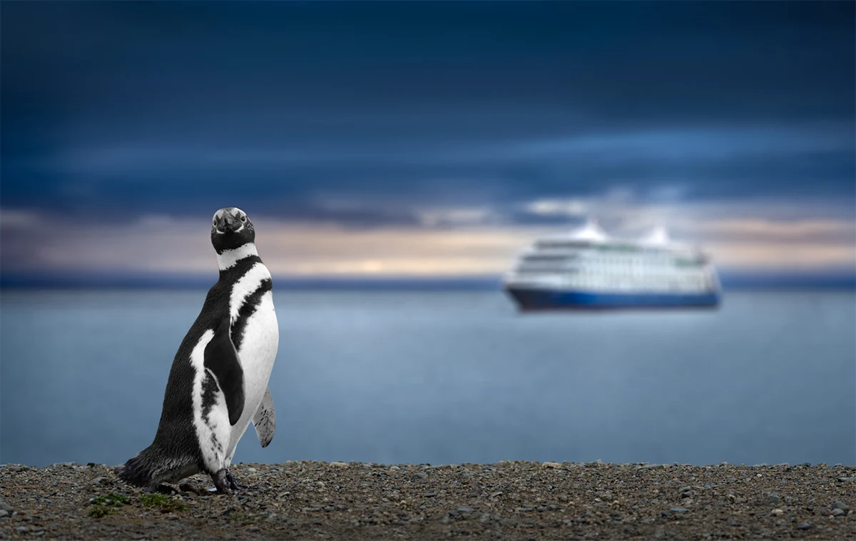 Penguin Patagonia Luxury Cruise