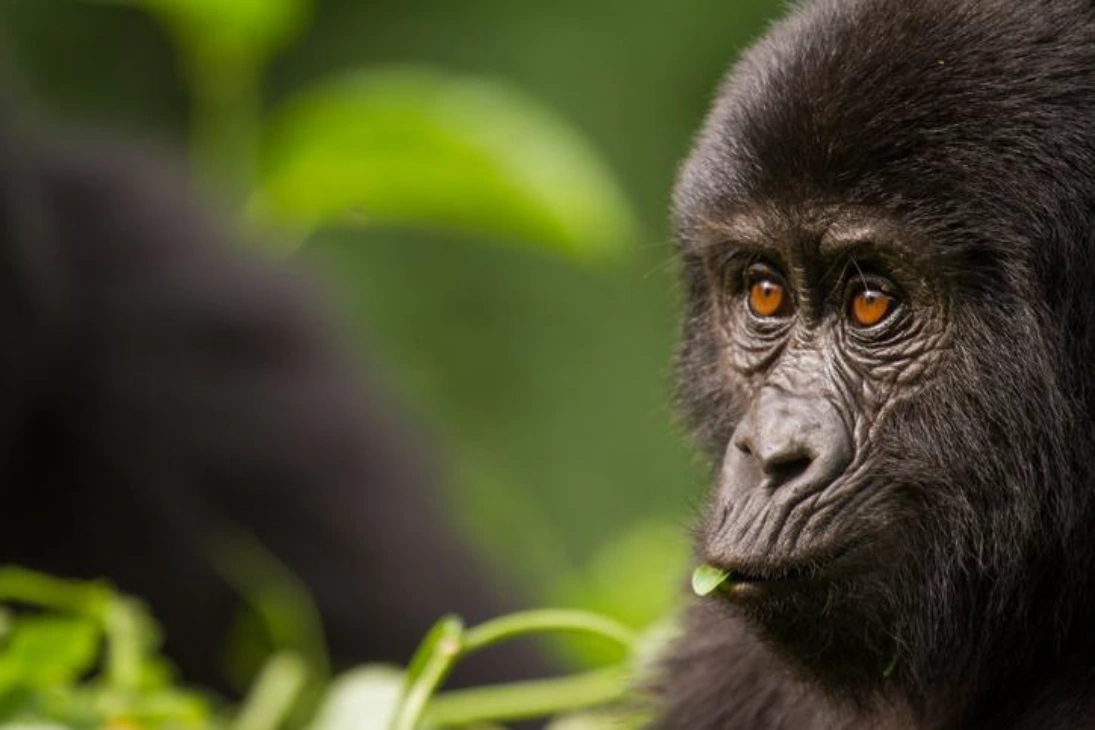 How to Match Your Safari Destination to Your Wildlife Priorities