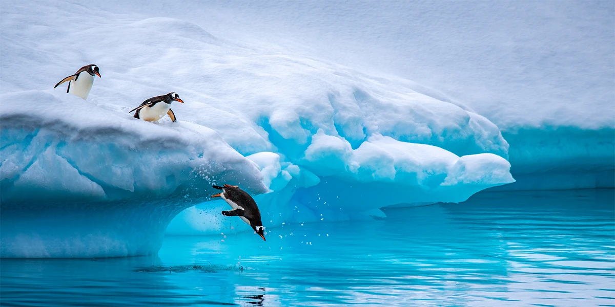 Witnessing some gentoo penguins taking a dive off of an iceberg!