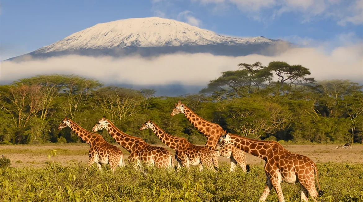How to Choose the Right African Safari Experience