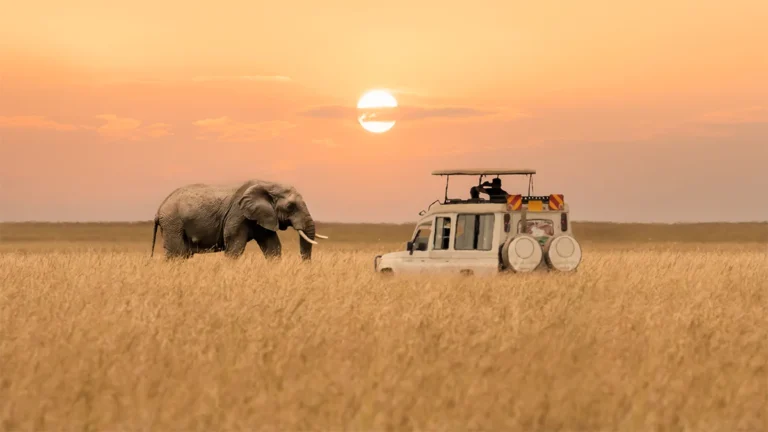 Private Game Reserve vs National Park Safari: Which Is Right for You?