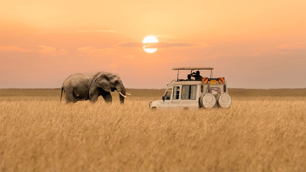 Private Game Reserve vs National Park Safari: Which Is Right for You?