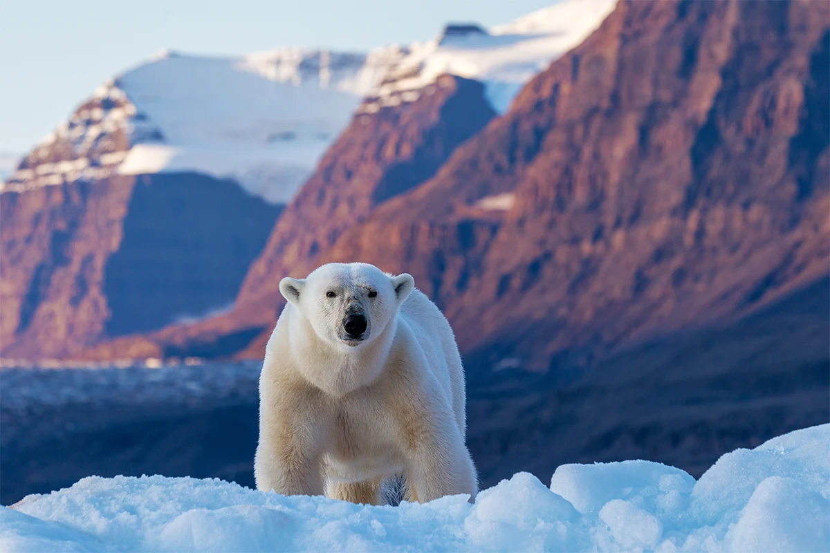 Arctic vs Antarctica: Which Polar Expedition Is Right for You?