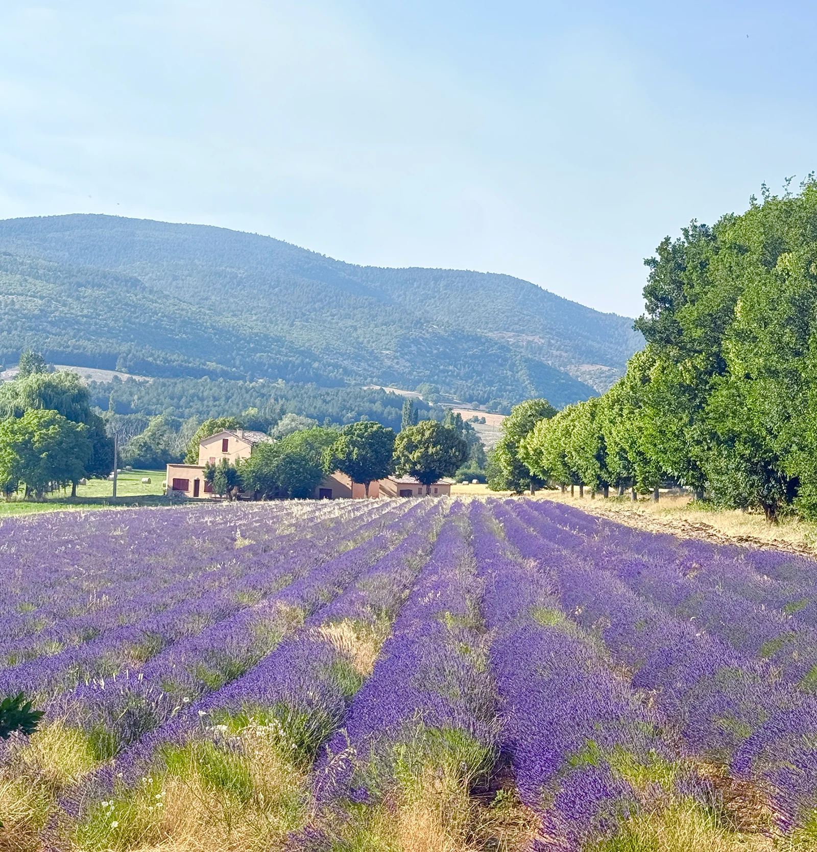 Rows of purple lavender in full bloom near Sault, Provence, with a farmhouse and Mont Ventoux in the background under a clear blue sky